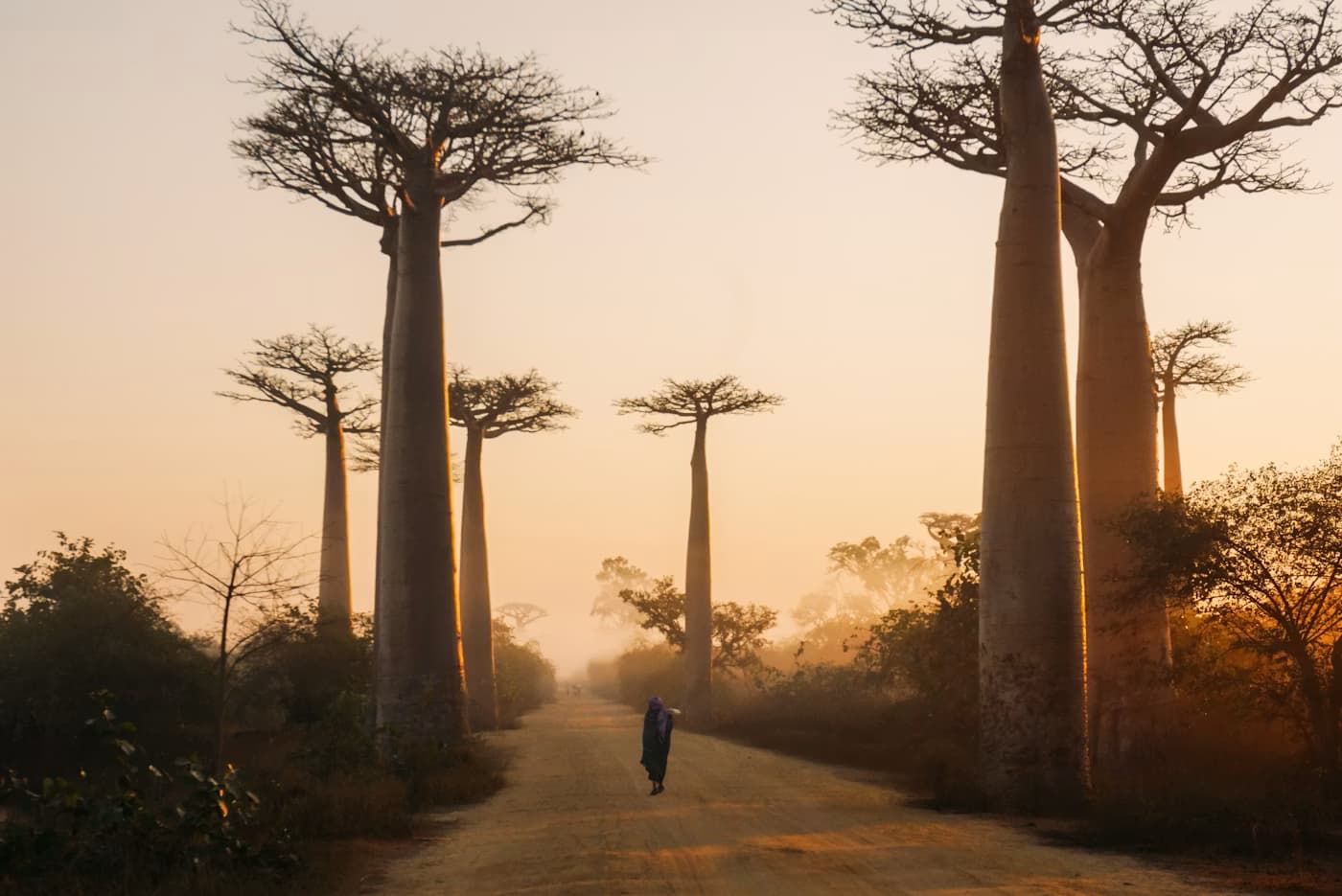 Avenue des baobabs, Madagascar